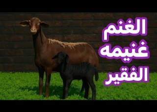 إزاي تربي غنم من الصفر اللي حاول و فشل هو شخص متعطش للنجاح التفكير السليم اهم من رأس المال
