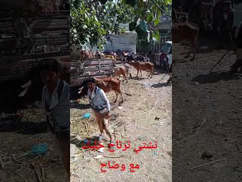 من وصاب سوق الثلوث اكسبلور