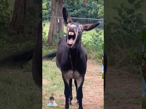 He Who Has Laughs Last Laughs Best Duck And Donkey Funny Moment Funnyvideo Funny Laugh Shorts