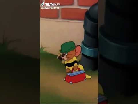 توم وجيري الفار يضرب القطه