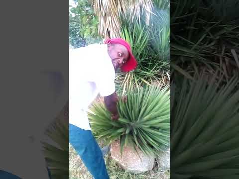 Mzee Likoma Ft Mzee Nyani