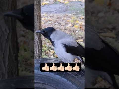 غراب ابيض طيور