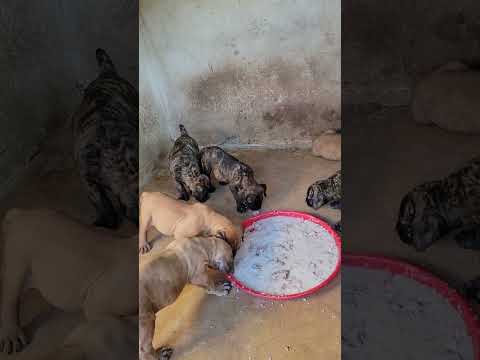 TUNAUZA MBWA WA KISASA WA ULINZI 0712253102