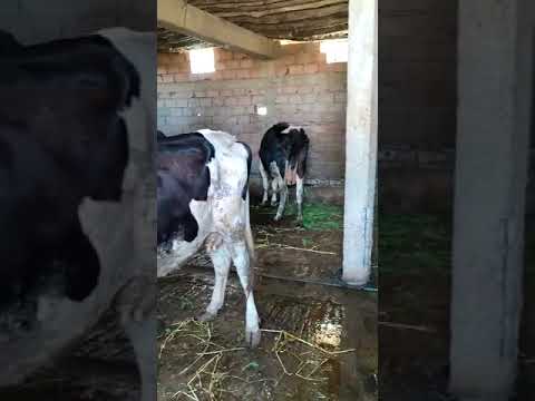 نظرة قريبة داخل حظيرة الأبقار