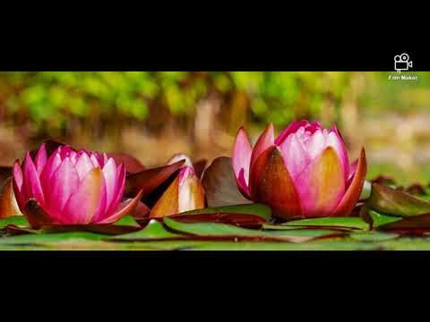 موسيقى هادئة رومنسية و نغمة موبايل Soft And Romantic Music Used As A Ringtone