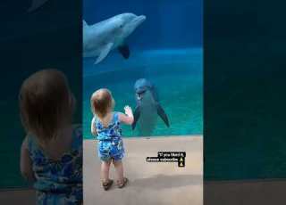 The Dolphin Girl Who Talks To Dolphins دلفین Dolphin