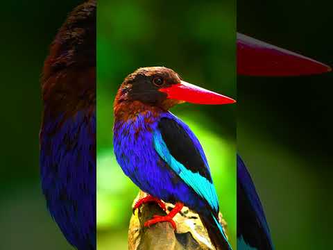 Cutest Animals In The World 4K Ultra HD HDR Wildlife Video