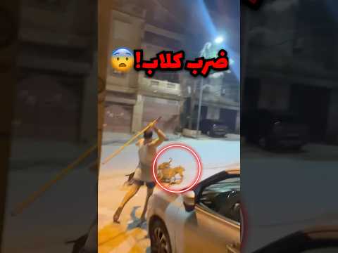 سبعة كلاب يهاجمون قطة صدمة