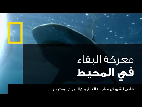 خاص القروش مواجهة القرش مع الحيوان المفترس ناشونال جيوغرافيك أبوظبي