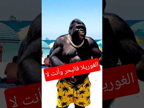 الغوريلا راه زاهي يبحر وانتم لا ضحك جزائري اكسبلور كوميديات