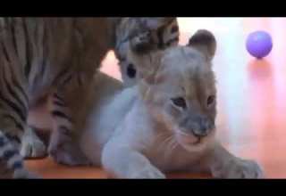 جمعو صغار الحيوانات في قفص واحد شاهد ماذا حدث