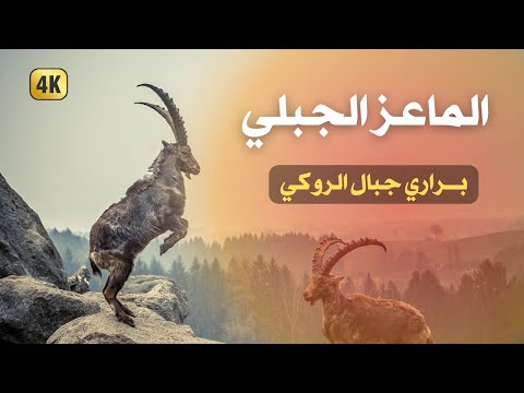 حياة الماعز الصخري في الجبال العالية الحياة البرية القاسية