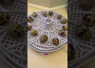  أنا أفقس بيض السمان
