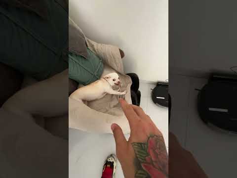 We Love The Kuchi Kuchi