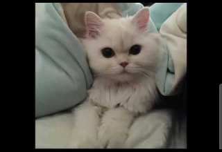 Seya Chocolata Speed Up