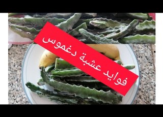 دخله تسمعوا تجربتي مع دغموس