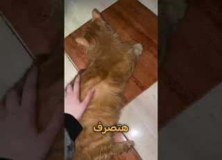 هل تعرف انك المفروض متربيش قطة Shorts