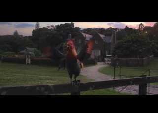 Rooster From Peter Rabbit The Sun Came Up Again
