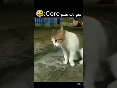 حيوانات مصر Core ايه يا صاوي خد سمبوسه Funny ضحك Shortvideo Shorts Short