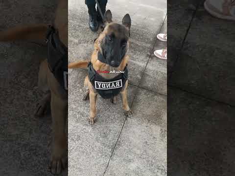 أفضحك دبلجة مضحكة اكسبلور السعودية دوبلاج Shorts My Kingo