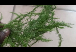 Fahamu Hapa Maajabu Ya Mmea Huu Uitwao Mkia Wa Fisi Ni Zaidi Ya Mvuto 255768843415