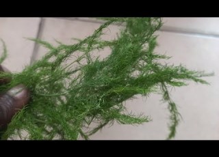 Fahamu Hapa Maajabu Ya Mmea Huu Uitwao Mkia Wa Fisi Ni Zaidi Ya Mvuto 255768843415