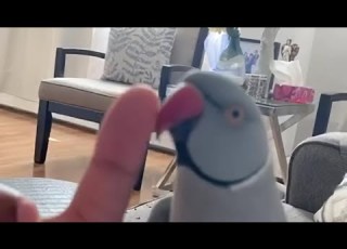 Parrot Absolutely Loves To Play Boop Game With Owner