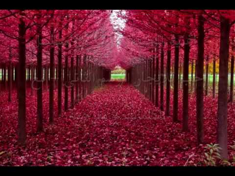 اغنيه حب للايجار حلقه 60 مترجمه مع كلمات