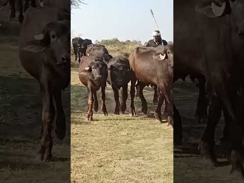 Salo Bheso Nu Khandu Lay Ne Girama Sarava Shorats Video