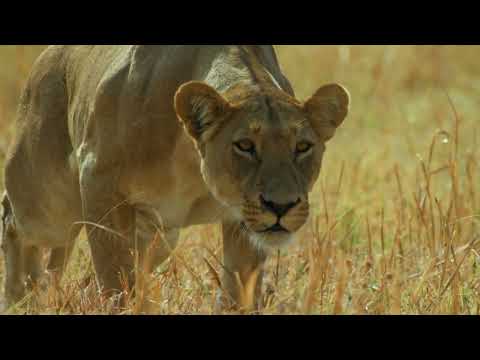 حلقات جديدة حيوانات مفترسة مقابل فرائس ناشونال جيوغرافيك أبوظبي حلقات جديدة حيوانات مفترسة مقابل فرائس ناشونال جيوغرافيك أبوظبي