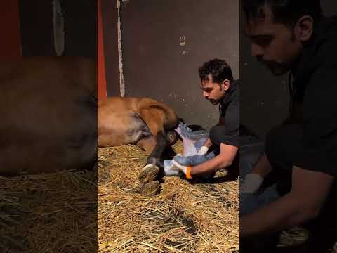 ولادة الخيل