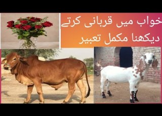  خواب میں قربانی کرنا کربانی کرتے ہوئے دیکھنا قربانی کا گوشت تقسیم کرنا مکمل تعبیر