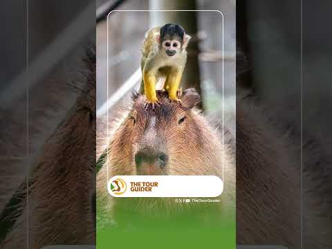 NGEKEWA MNYAMA MWENYE BAHATI KULIKO WOTE Comedy Animals Wildlife Nature