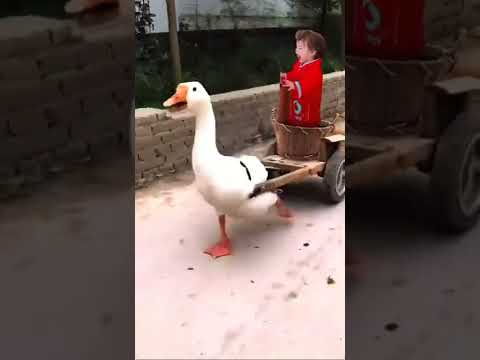 البطه وهى بتفسح فيروز