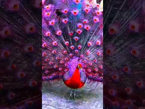 نحبك يا خالق الابداع