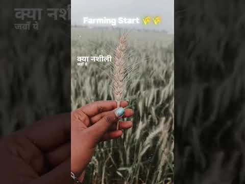 Kya Hasi Dil Nasi Jwana Lge Shortvideo