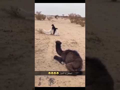 انحاشت به الناقه الطفل