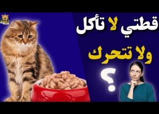 Anorexia In Cats Causes And Treatment Of Anorexia In Cats At Home
