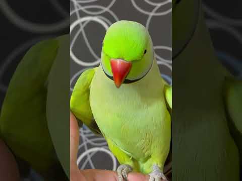 نازنین طوطی سخنگو Parrot طوطی طوطی سخنگو نازنین طوطی ملنگو