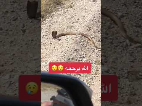 اتوقع مات هجوم مباغت من الكوبرا