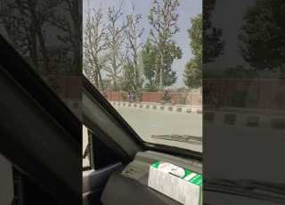  فقط في باتان Pakistan Beautiful جميل شجرة بدون أوراق Views السعودية Subscribe Cute Shorts