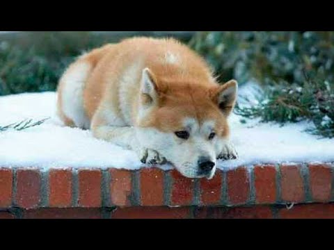 Siempre A Tu Lado Hachiko Pelicula Completa Español