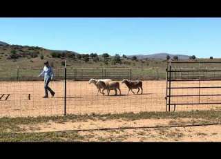 AHBA Herding Trial Level 1 Dylan