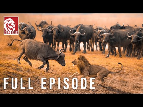 SERENGETI Battle For Survival In Predator Territory Wild Nature Nature Animal Documentary