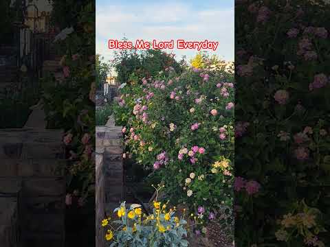 Segne Mich Herr Jeden Tag Jeziejoy Garten Lantanacamara Lantanacamarablume