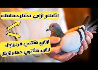 اتعلم ازاي تشتري فرد حمام زاجل لتحقيق المكاسب