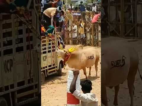 تعرف على الثور الهندي الهائج