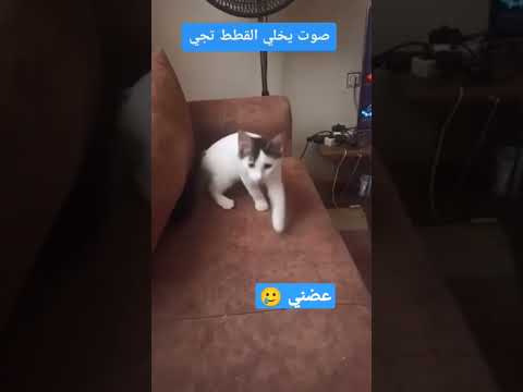 صوت يجذب القطط Subscribe