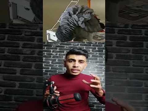 هذا الببغاء كان الشاهد الوحيد على مق تل صاحبه هذا الببغاء كان الشاهد الوحيد على مق تل صاحبه