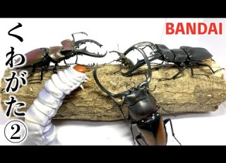  The Latest Stag Beetle Gacha Is Amazing BANDAI Living Creatures Encyclopedia Stag Beetles